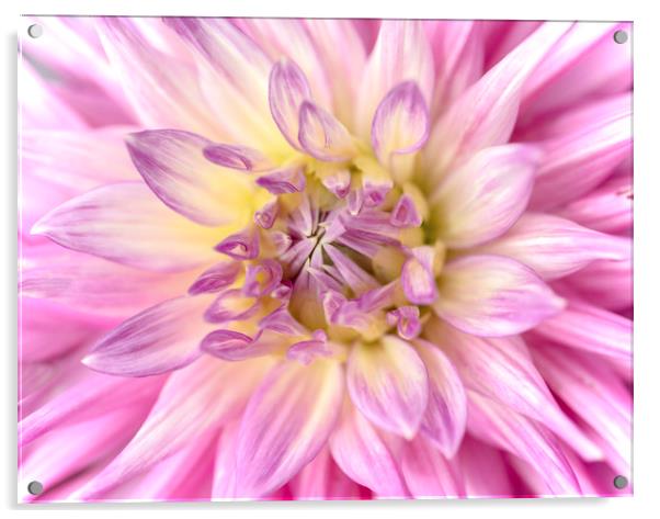 Pink Dahlia Flower Close Up Acrylic by Nick Jenkins