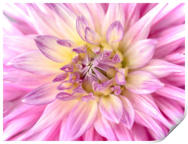 Pink Dahlia Flower Close Up Print by Nick Jenkins