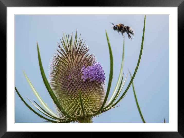 Busy as a Bee Framed Mounted Print by Stephen Ward