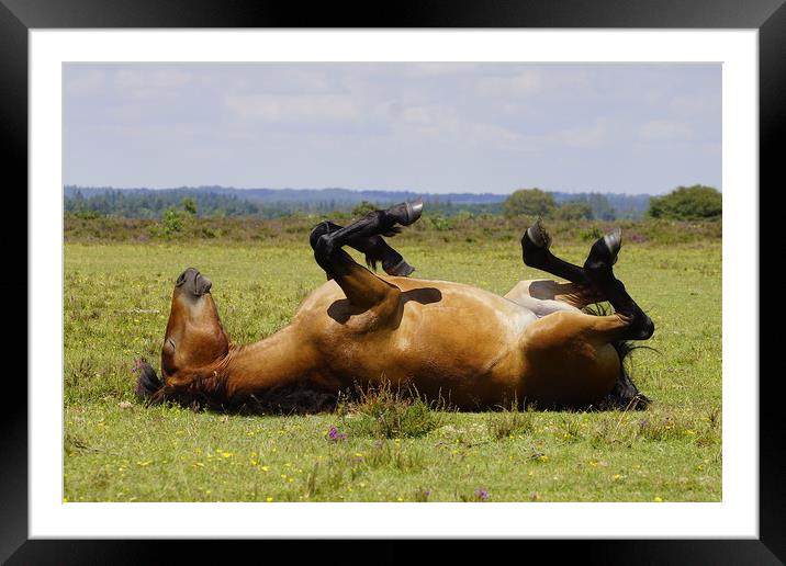 New Forest pony in Summer Framed Mounted Print by JC studios LRPS ARPS