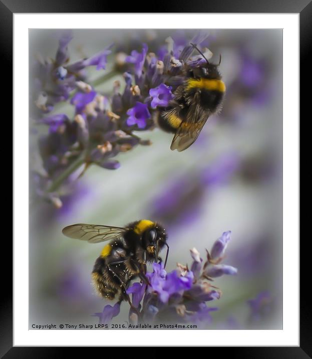 Bees in Lavender Framed Mounted Print by Tony Sharp LRPS CPAGB