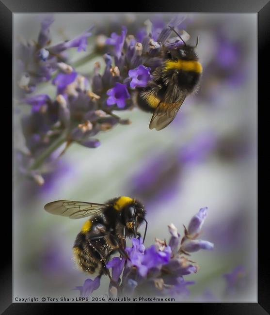 Bees in Lavender Framed Print by Tony Sharp LRPS CPAGB