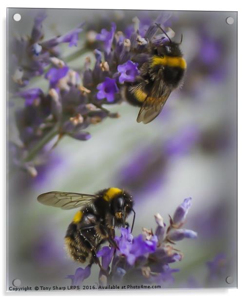 Bees in Lavender Acrylic by Tony Sharp LRPS CPAGB