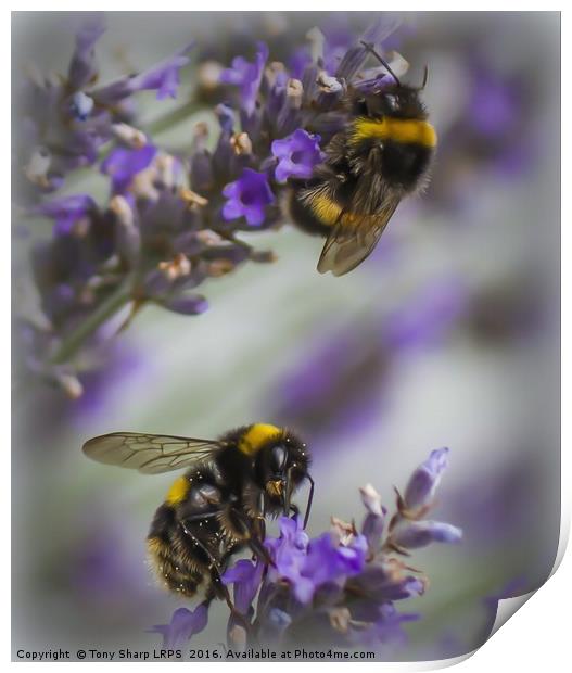 Bees in Lavender Print by Tony Sharp LRPS CPAGB
