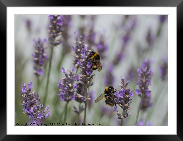 Bees Amongst the Lavender Framed Mounted Print by Tony Sharp LRPS CPAGB