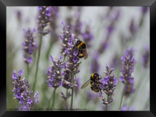 Bees Amongst the Lavender Framed Print by Tony Sharp LRPS CPAGB