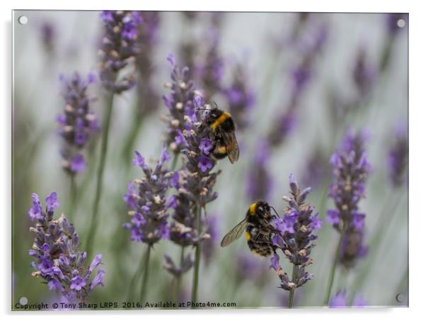 Bees Amongst the Lavender Acrylic by Tony Sharp LRPS CPAGB