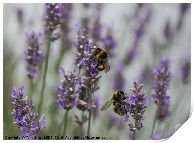 Bees Amongst the Lavender Print by Tony Sharp LRPS CPAGB