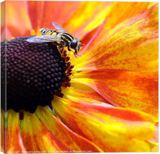 Hoverfly Canvas Print by Stephen Maxwell