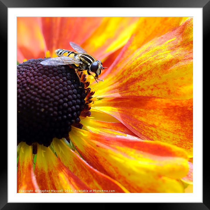Hoverfly Framed Mounted Print by Stephen Maxwell