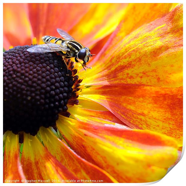 Hoverfly Print by Stephen Maxwell