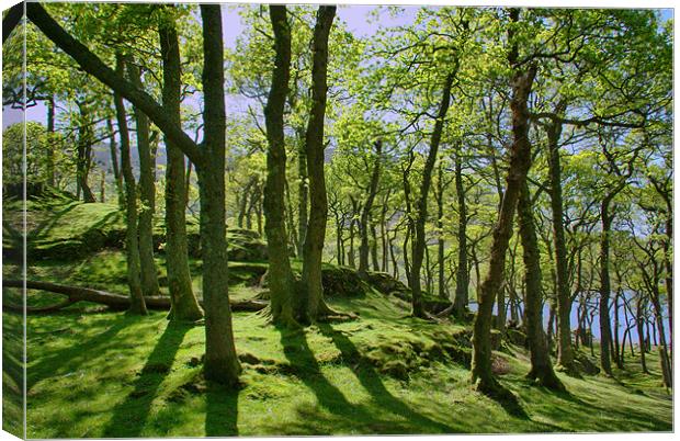 Beech Trees Canvas Print by Kleve 