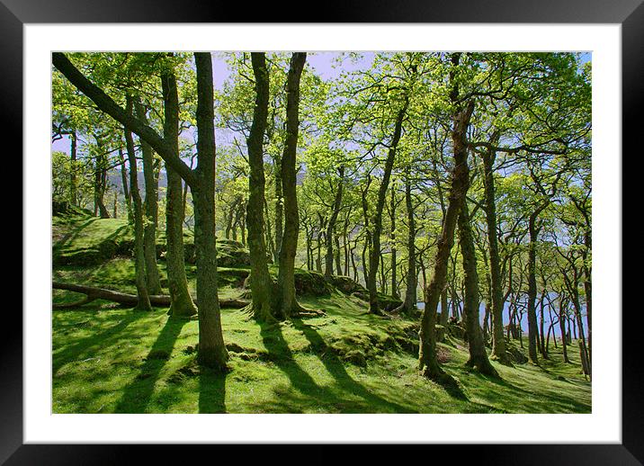 Beech Trees Framed Mounted Print by Kleve 