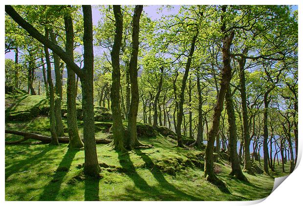 Beech Trees Print by Kleve 