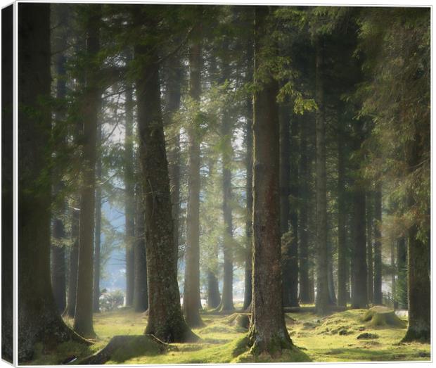 Summer woodlands Canvas Print by Paul Fine