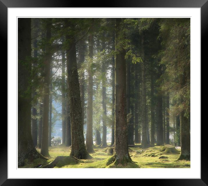 Summer woodlands Framed Mounted Print by Paul Fine