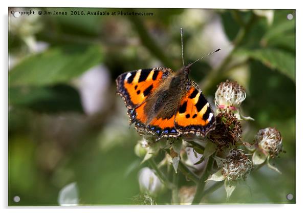 Butterfly on bramble flower Acrylic by Jim Jones