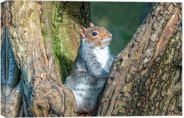 Grey Squirrel resting up a Tree Canvas Print by Nick Jenkins