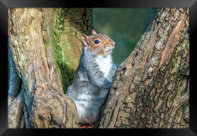 Grey Squirrel resting up a Tree Framed Print by Nick Jenkins
