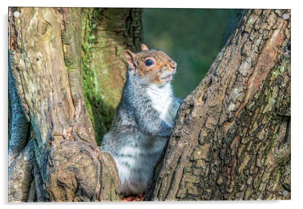Grey Squirrel resting up a Tree Acrylic by Nick Jenkins