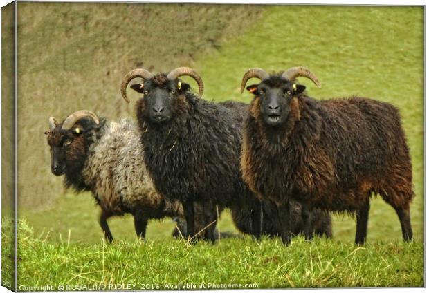 "LONG-HORNED BLACK FACED SHEEP" Canvas Print by ROS RIDLEY