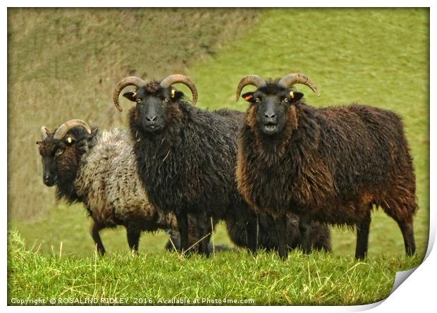 "LONG-HORNED BLACK FACED SHEEP" Print by ROS RIDLEY