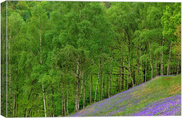 Bluebells and Silver Birches Canvas Print by Kleve 