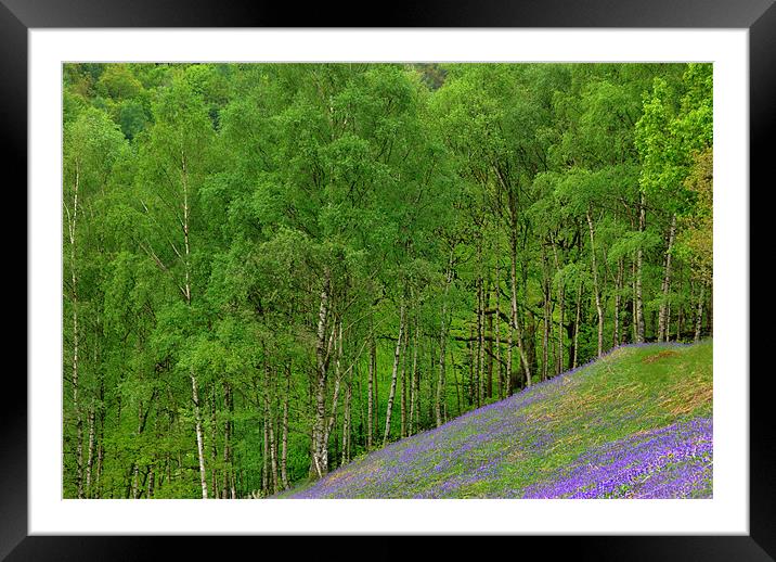 Bluebells and Silver Birches Framed Mounted Print by Kleve 