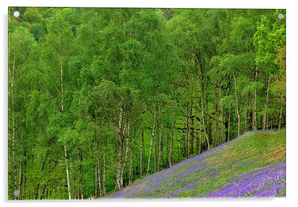 Bluebells and Silver Birches Acrylic by Kleve 