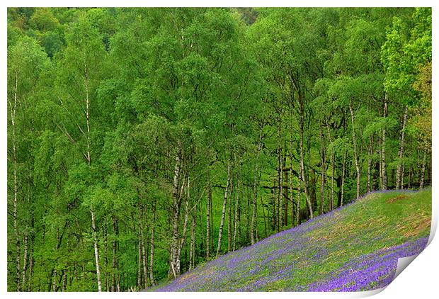 Bluebells and Silver Birches Print by Kleve 