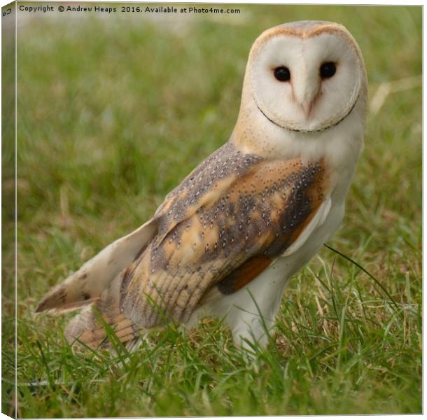 Barn owl Canvas Print by Andrew Heaps