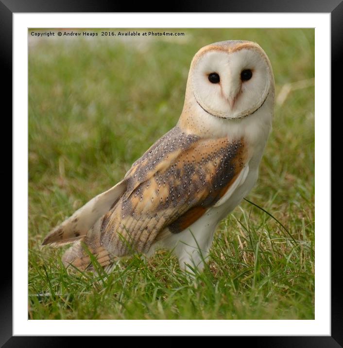 Barn owl Framed Mounted Print by Andrew Heaps