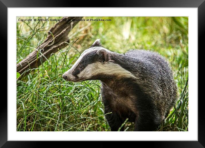 Foraging for food  Framed Mounted Print by Anthony Hedger
