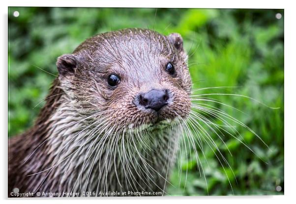 British Otter Acrylic by Anthony Hedger