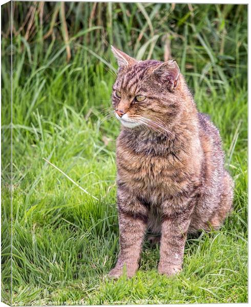 Scottish Wildcat Canvas Print by Anthony Hedger