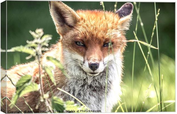 Young Vixen Fox Canvas Print by Anthony Hedger
