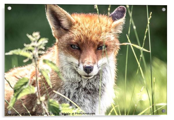 Young Vixen Fox Acrylic by Anthony Hedger