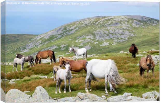 Welsh Mountain Ponies in Carneddau Snowdonia Canvas Print by Pearl Bucknall