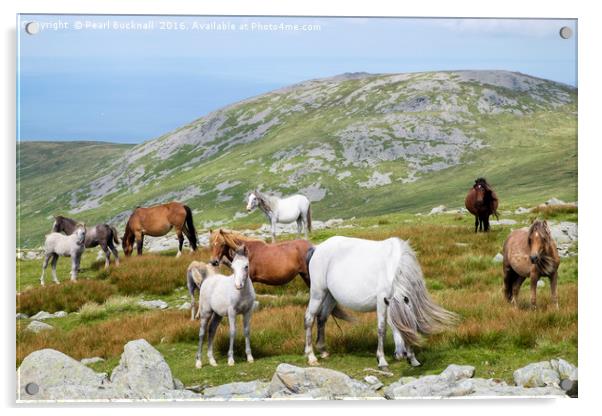 Welsh Mountain Ponies in Carneddau Snowdonia Acrylic by Pearl Bucknall