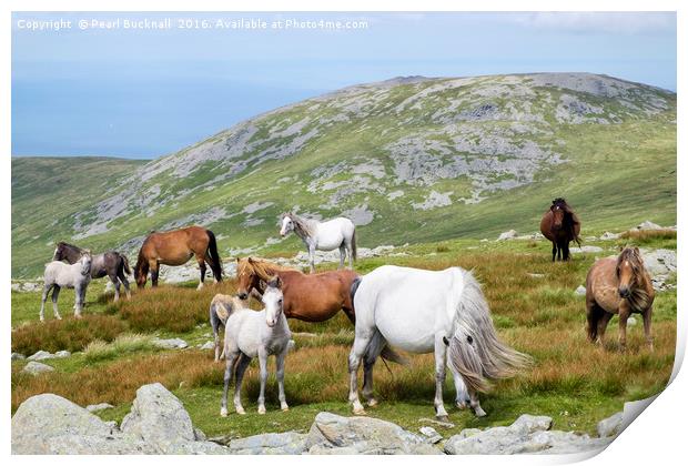 Welsh Mountain Ponies in Carneddau Snowdonia Print by Pearl Bucknall