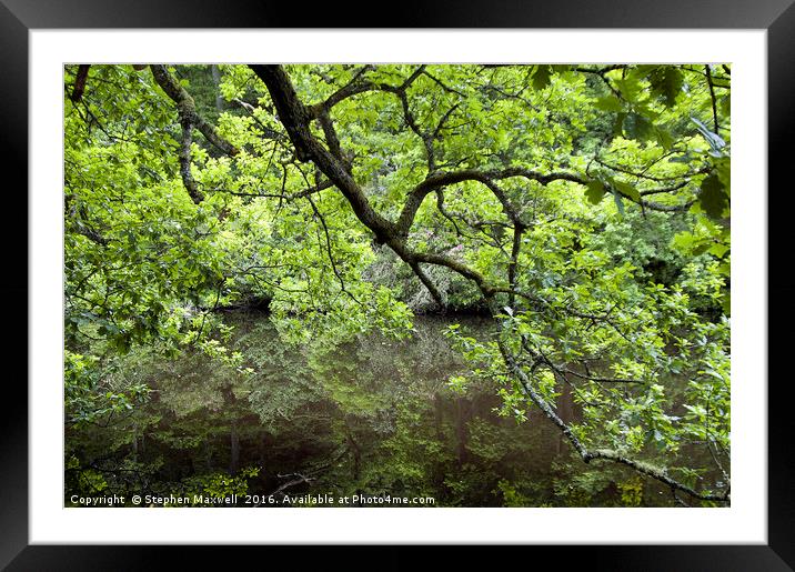 Under a Green Canopy Framed Mounted Print by Stephen Maxwell