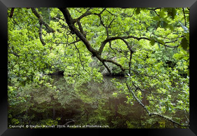 Under a Green Canopy Framed Print by Stephen Maxwell