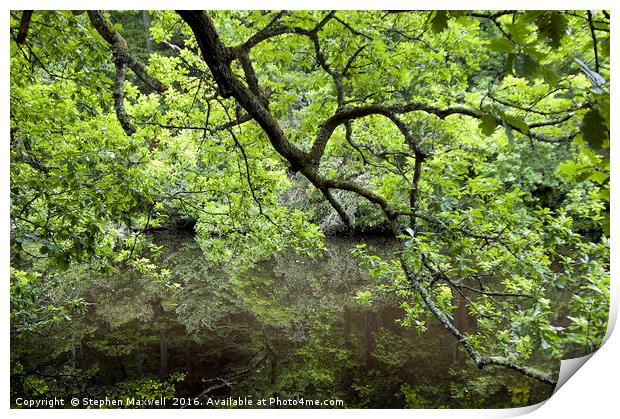 Under a Green Canopy Print by Stephen Maxwell