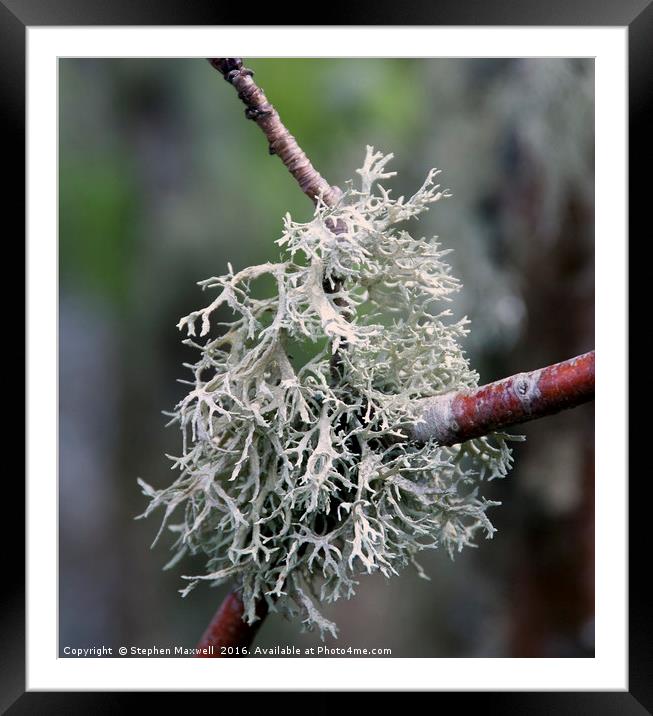 Lichen Framed Mounted Print by Stephen Maxwell