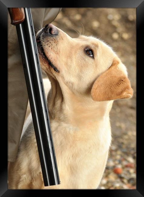 Yellow Labrador Framed Print by Jon Fixter