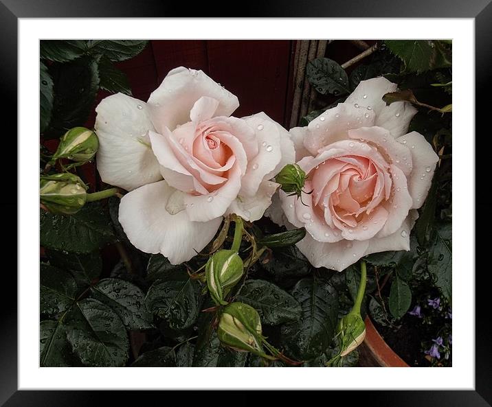 A Pair Of Roses Framed Mounted Print by Henry Horton