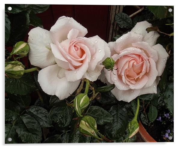 A Pair Of Roses Acrylic by Henry Horton