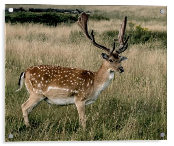Deer Acrylic by Philip Carr