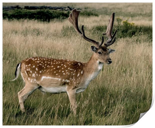 Deer Print by Philip Carr