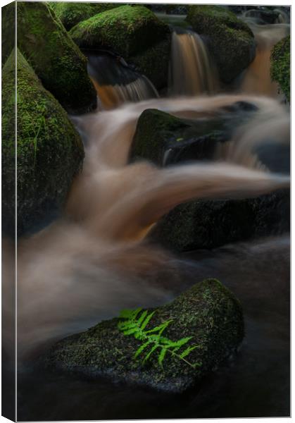 Wyming Brook 6 Canvas Print by Paul Andrews